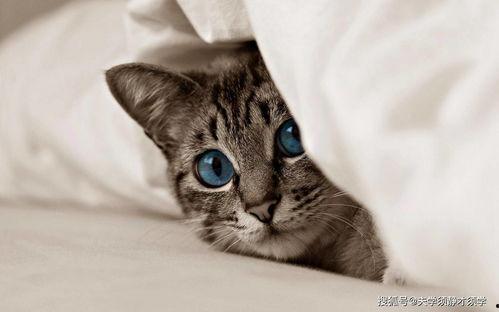 罗小猫猫子闺蜜爆料视频,揭秘背后惊人真相